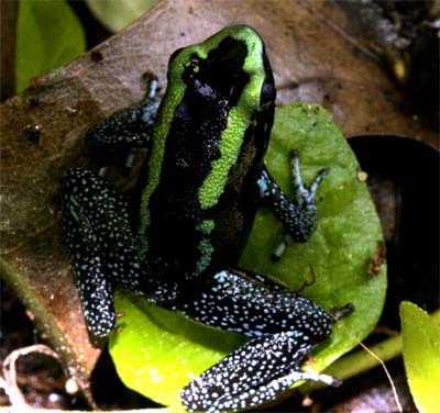 nice shot a little dark. These are pretty and bold frogs