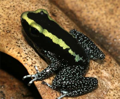 Another Phyllobates aurotania on a magnolia leaf. Note the green gold striping and the white spotting on the legs  