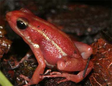 These frogs are a bright red with off white striping