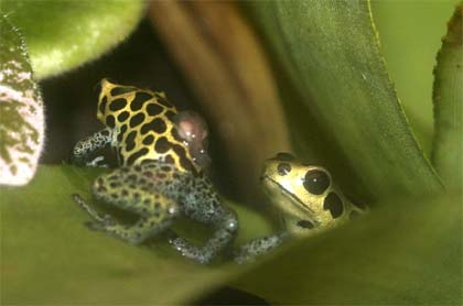 male carrying tad on back followed by the female