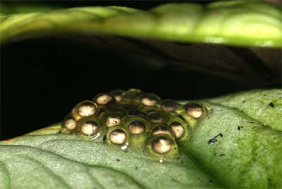 Tricolor eggs laid on an Alocasia leaf. There are about 25 eggs in this clutch. You can see by the dark spot that they are developing
